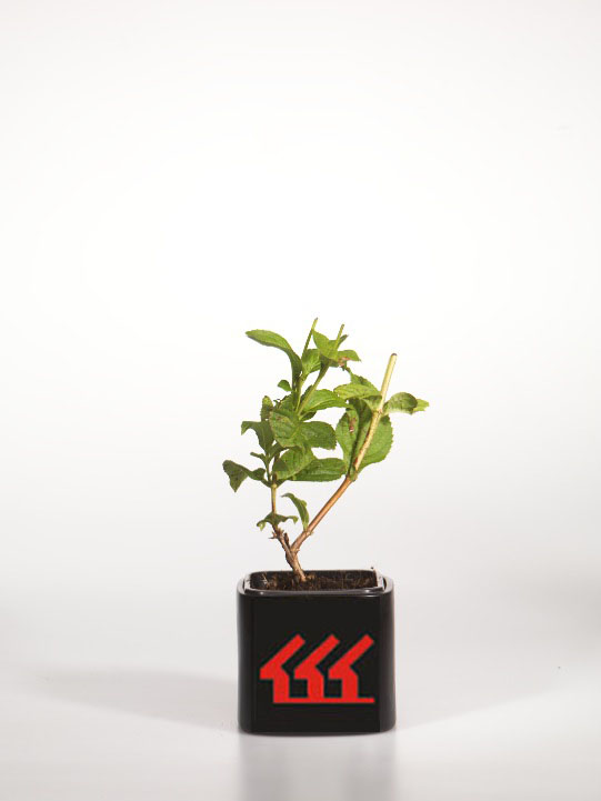 Вейгела Миддендорфа Вейгела Миддендорфа