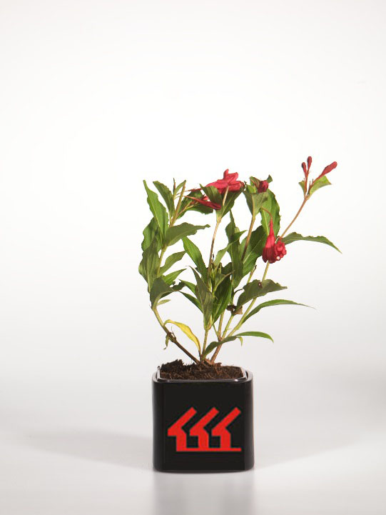 Вейгела Вейгела