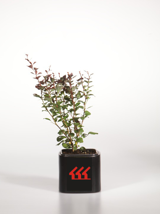 Барбарис Тунберга Барбарис Тунберга