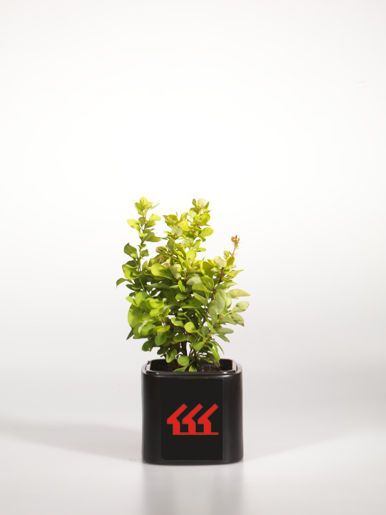 Барбарис Тунберга Барбарис Тунберга