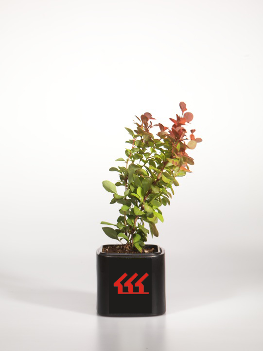 Барбарис Тунберга Барбарис Тунберга