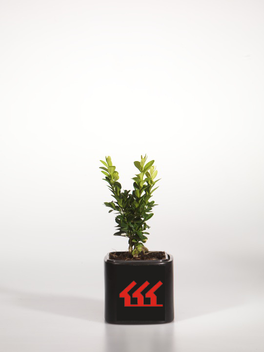 Самшит Вічнозелений Самшит Вічнозелений