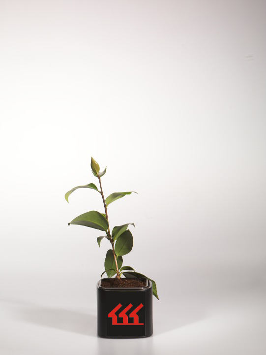 Камелія японська Камелія японська