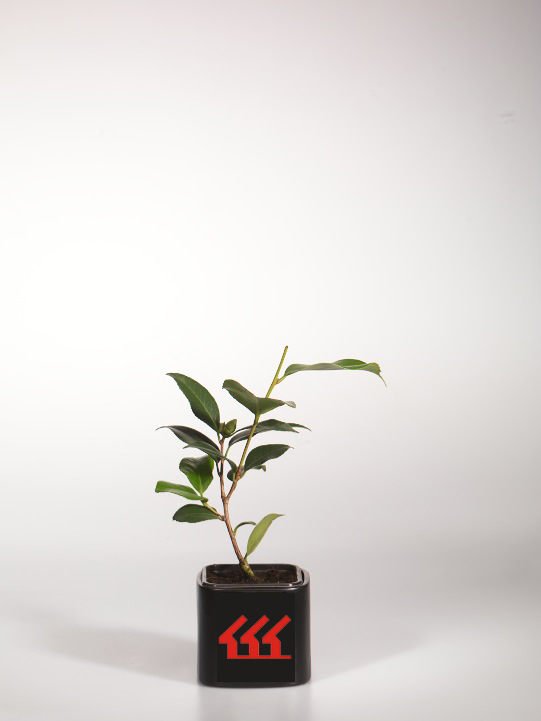 Камелія японська Камелія японська