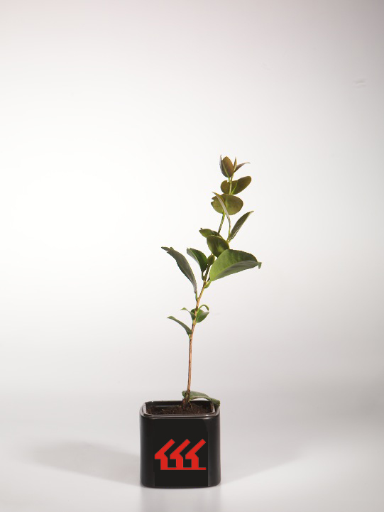 Камелія японська Камелія японська