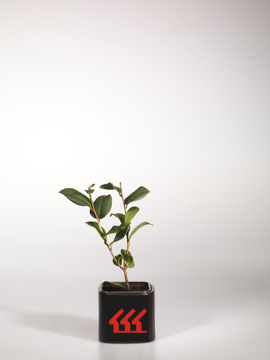 Камелія Вильямса Камелія Вильямса