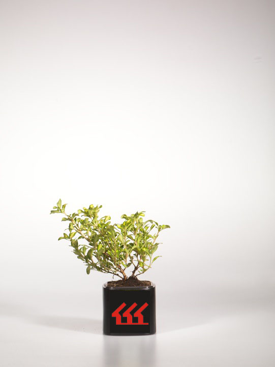 Копросма Копросма