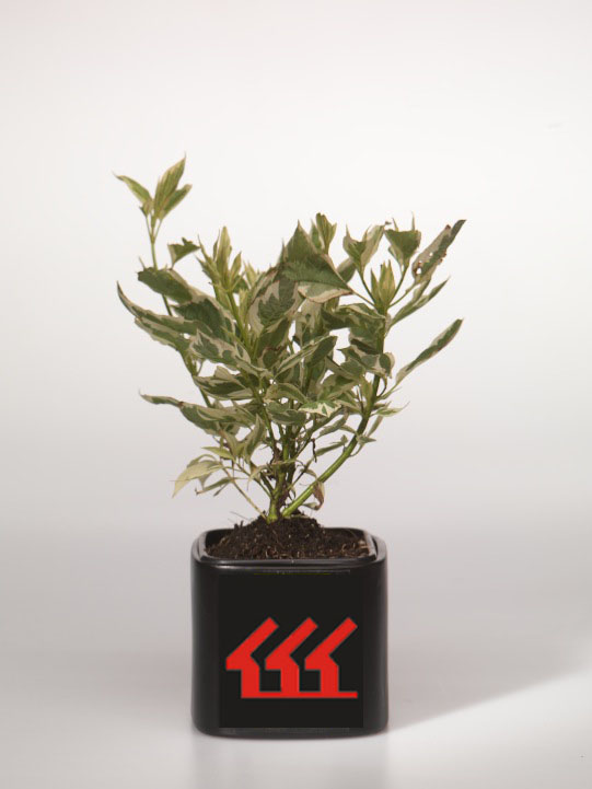 Дерен Отприсковий Дерен Отприсковий