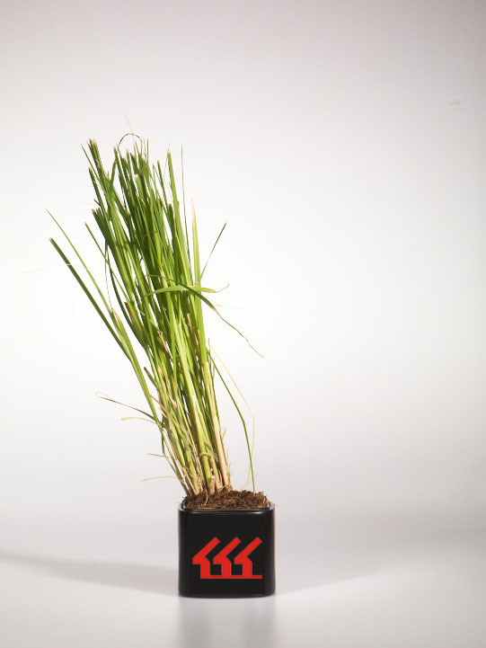 Кортадерия Селло Кортадерия Селло