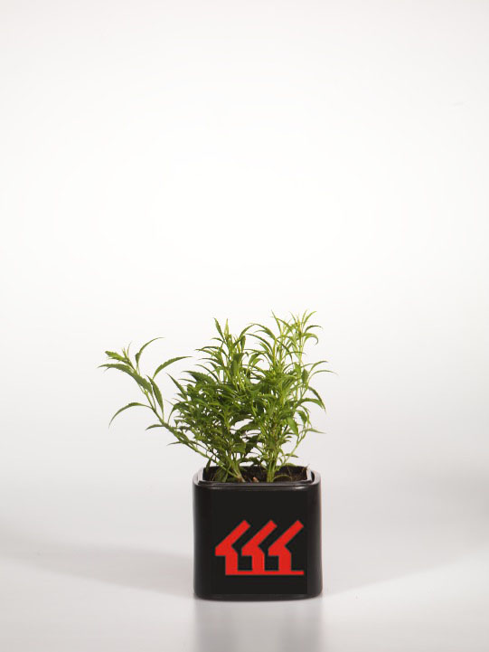 Форзииція Зеленіюча Форзииція Зеленіюча