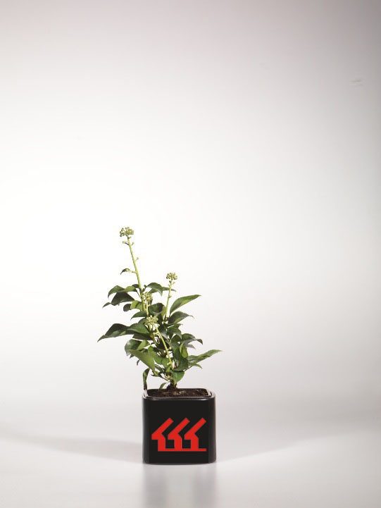 Плющ Звичайний Плющ Звичайний