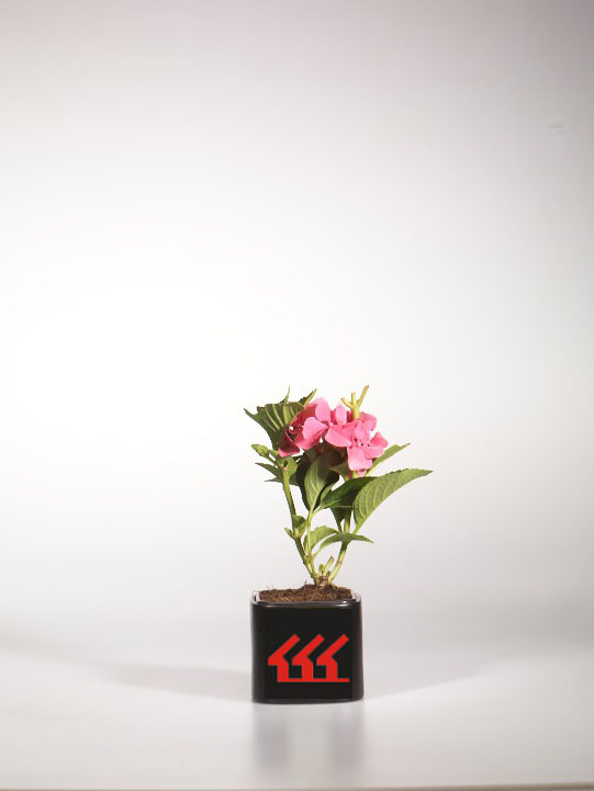 Гортензія Крупнолистна Гортензія Крупнолистна