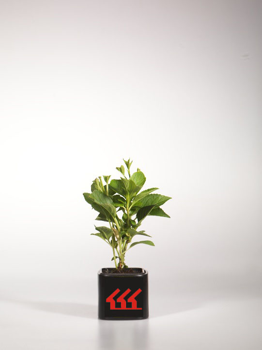 Гортензія Крупнолистна Гортензія Крупнолистна