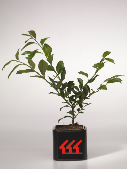 Падуб Мезерва Падуб Мезерва