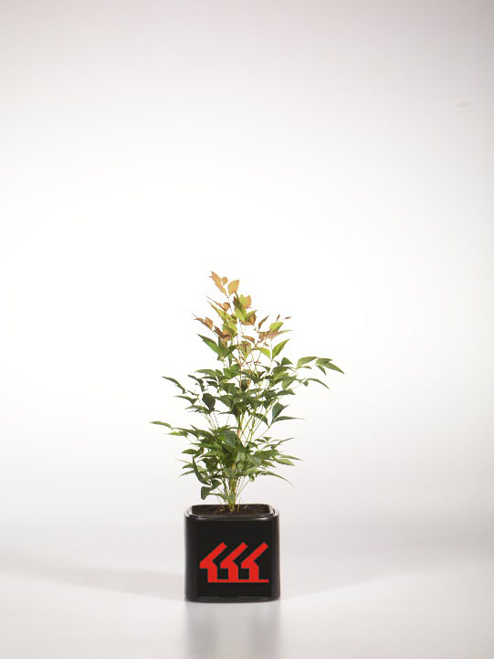 Нандіна Домашня Нандіна Домашня