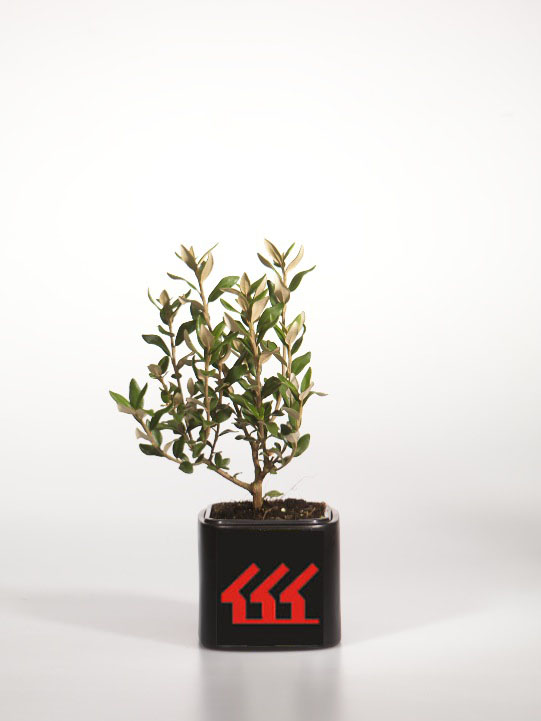 Олеария Хааста Олеария Хааста