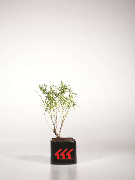 Перовскія Лебедолистна Перовскія Лебедолистна