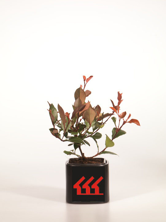 Фотинія Фразера Фотинія Фразера