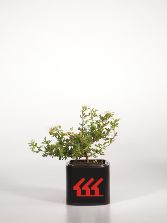 Лапчатка Кущова Лапчатка Кущова