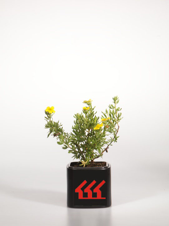 Лапчатка Кущова Лапчатка Кущова