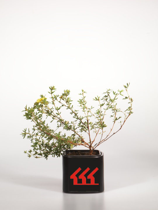 Лапчатка Кущова Лапчатка Кущова