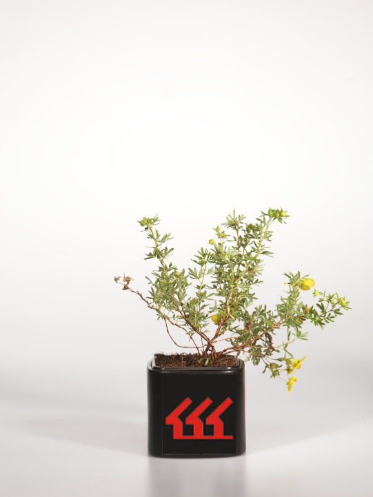 Лапчатка Кущова Лапчатка Кущова