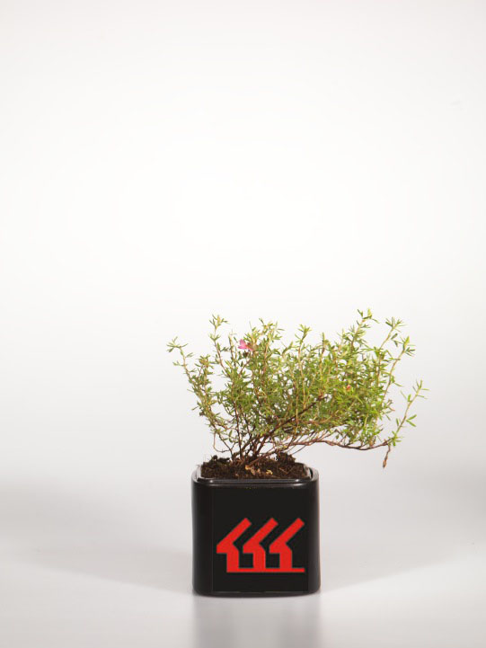 Лапчатка Кущова Лапчатка Кущова