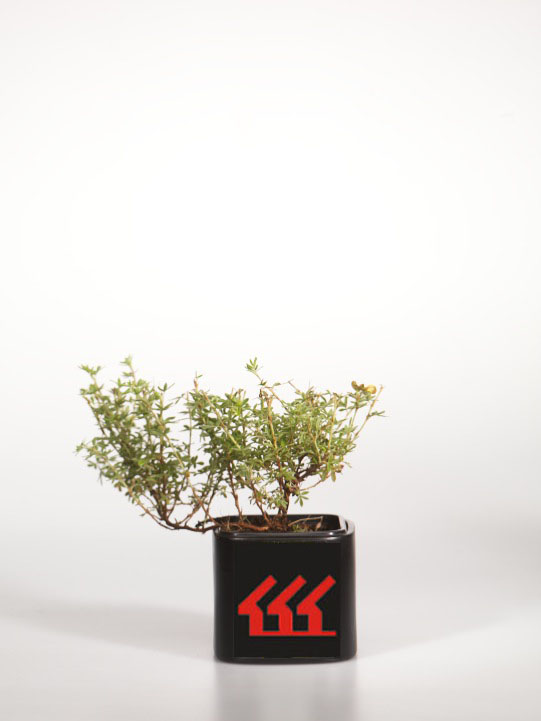 Лапчатка Кущова Лапчатка Кущова