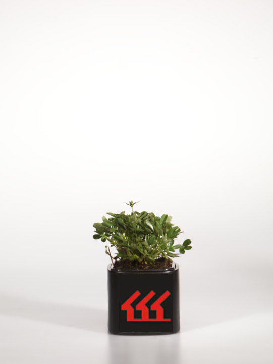 Лапчатка Трехзубчата Лапчатка Трехзубчата