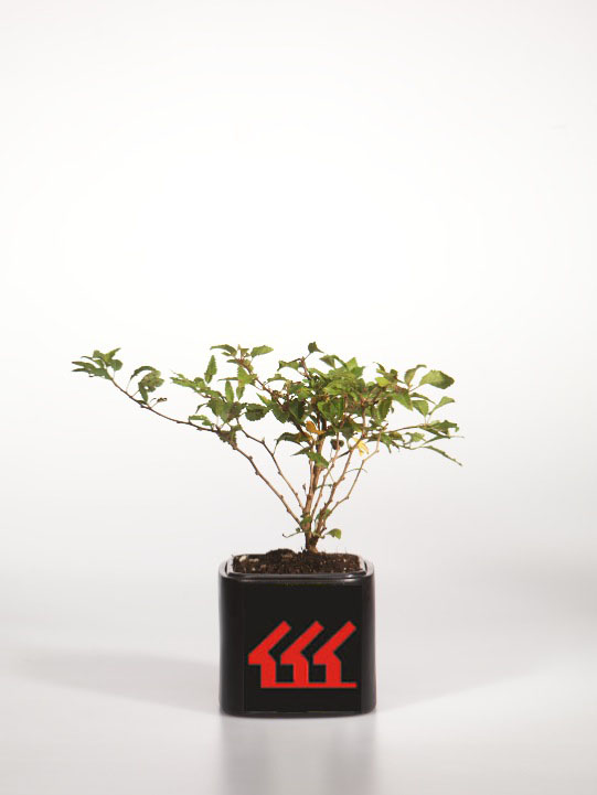 Слива Фудзі Слива Фудзі