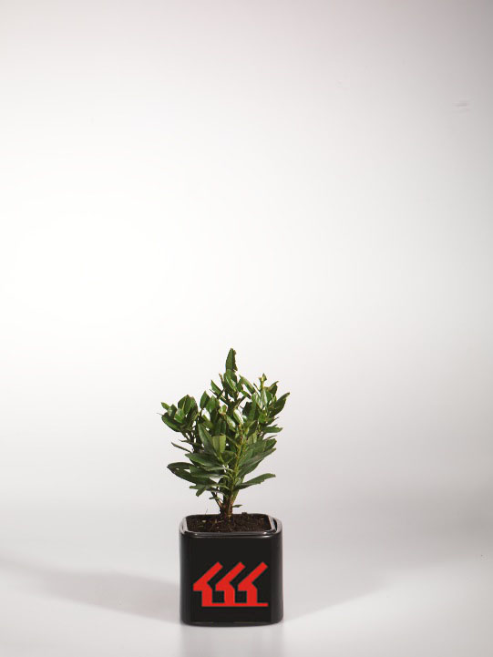 Лавровишня Лікарська Лавровишня Лікарська