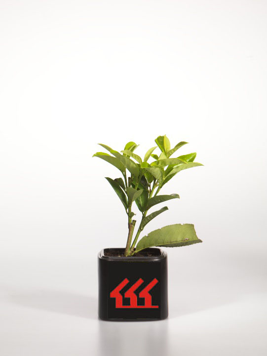 Лавровишня Лікарська Лавровишня Лікарська