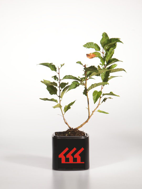 Сакура японська Сакура японська