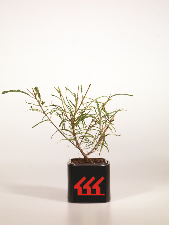 Крушина Ломка Крушина Ломка