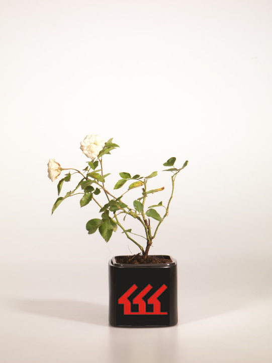 Троянда Троянда