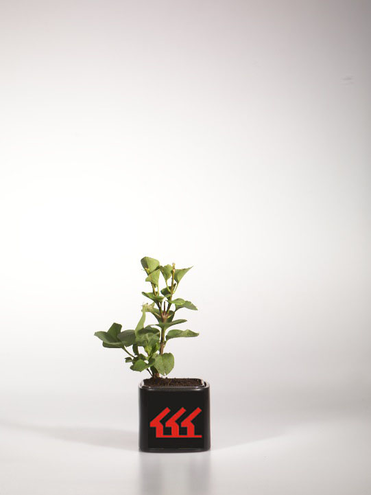 Бузок Звичайний Бузок Звичайний