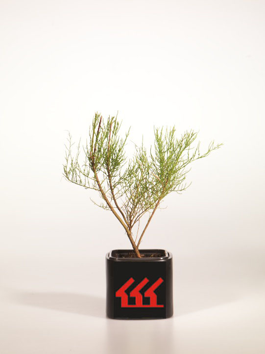 Тамариск Четирехтичинковий Тамариск Четирехтичинковий