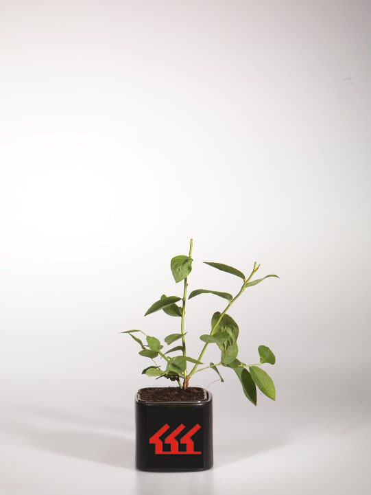 Черника Канадська Черника Канадська