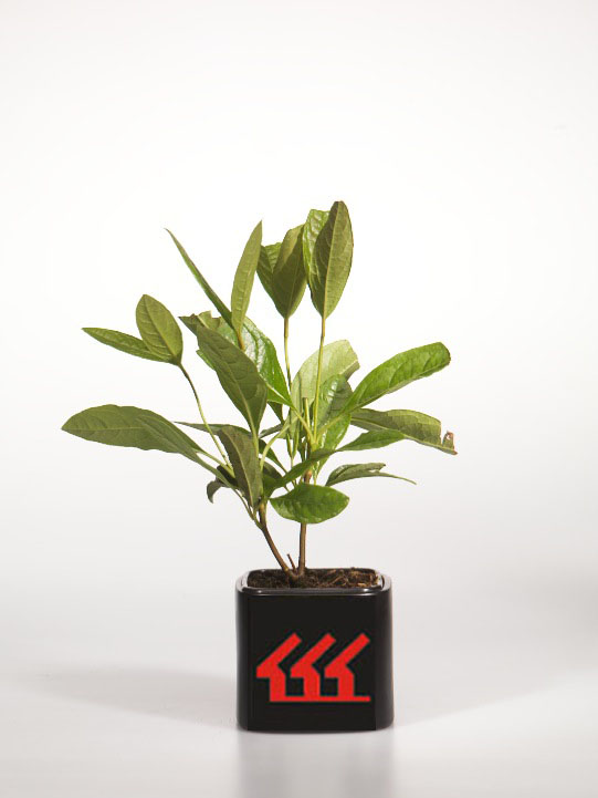 Калина Голоцветкова Калина Голоцветкова