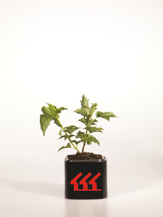 Калина Звичайний Калина Звичайний