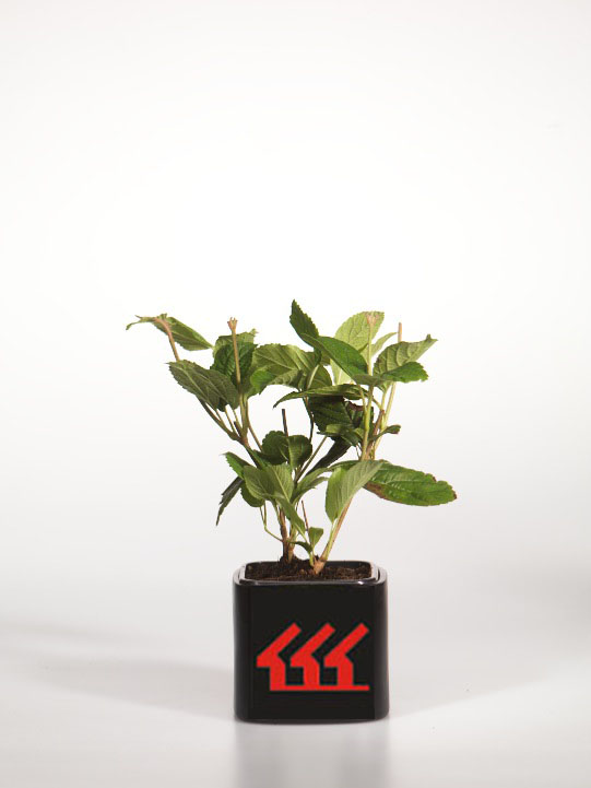 Калина Складчата Калина Складчата