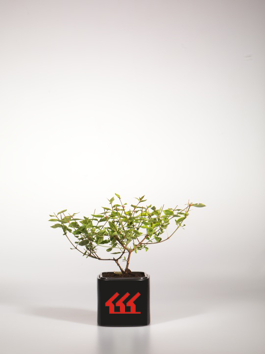 Абелія крупноквіткова Абелія крупноквіткова