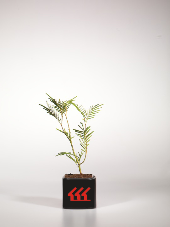 Акація срібляста Акація срібляста