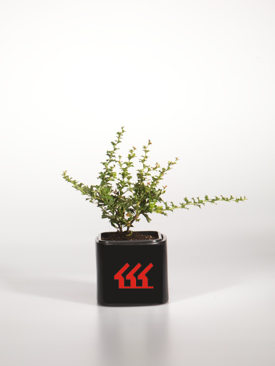 Барбарис Дарвіна Барбарис Дарвіна