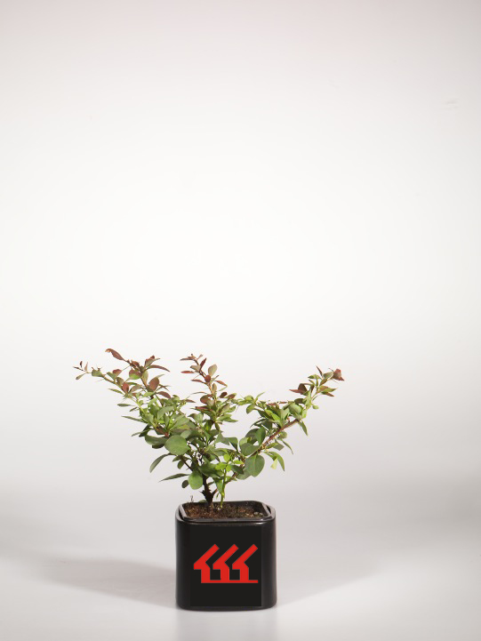 Барбарис Тунберга Барбарис Тунберга