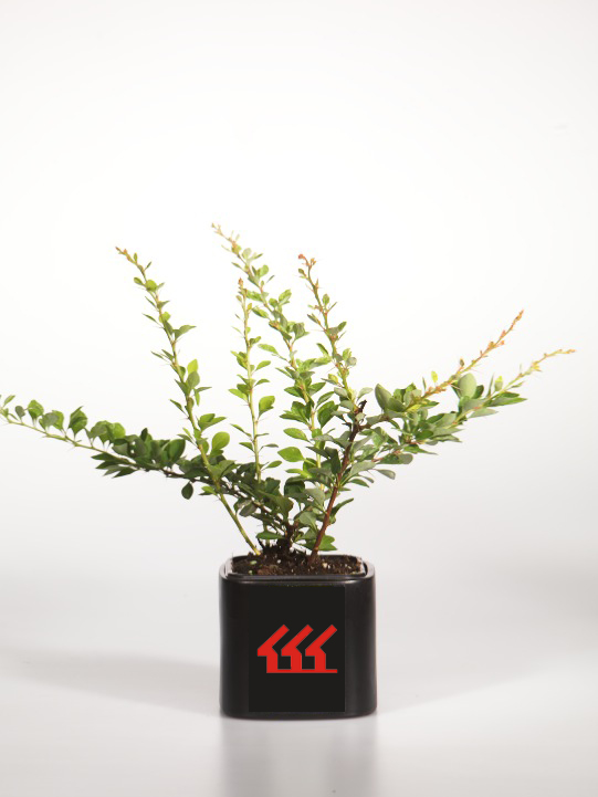 Барбарис Тунберга Барбарис Тунберга