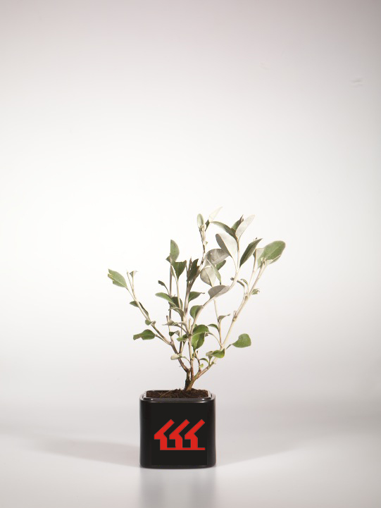 Брахиглоттис Брахиглоттис