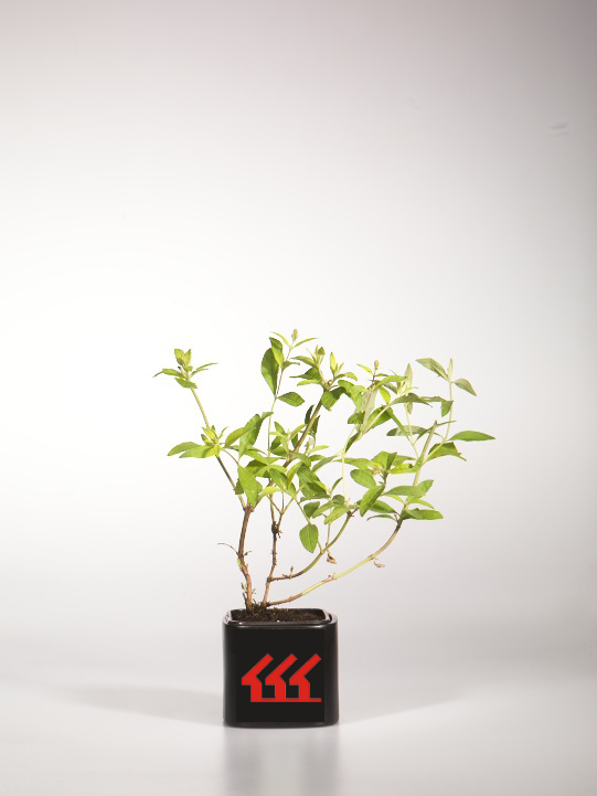 Будлея Вейєріана Будлея Вейєріана