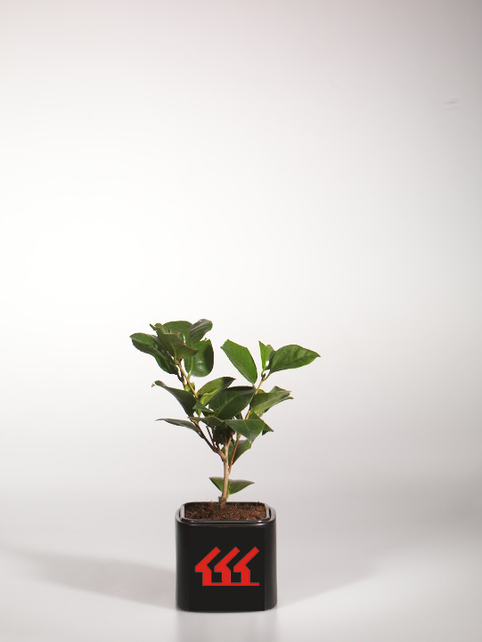 Камелія японська Камелія японська