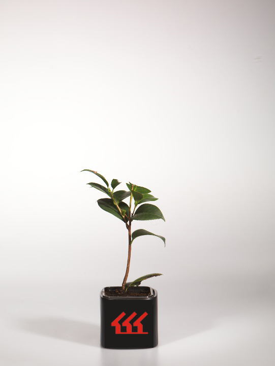 Камелія японська Камелія японська